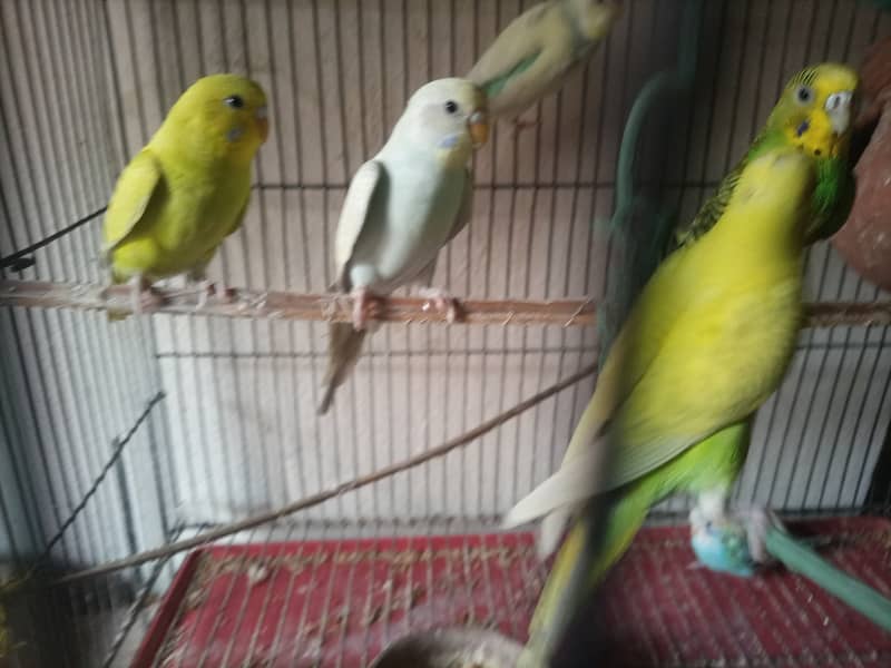 Australian Beautiful parrots With Cage Cheap price (0310-7813727) 4