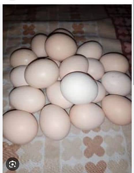 oh shamo chicks for sell  5000 per pice and shamo  eggs for sell 7