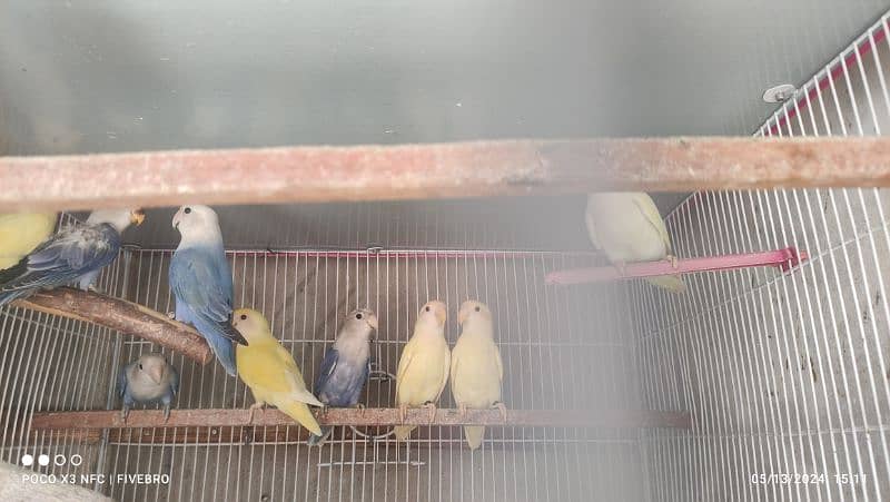 rosicoly/purblue x albino red-eye/cage 1