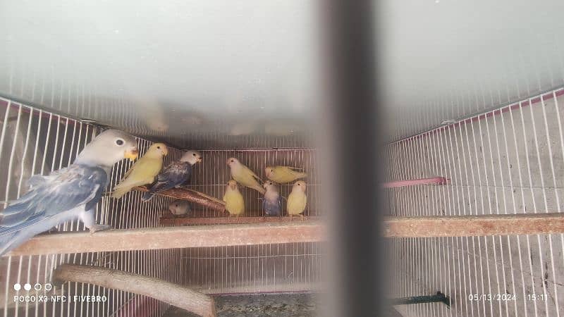 rosicoly/purblue x albino red-eye/cage 2