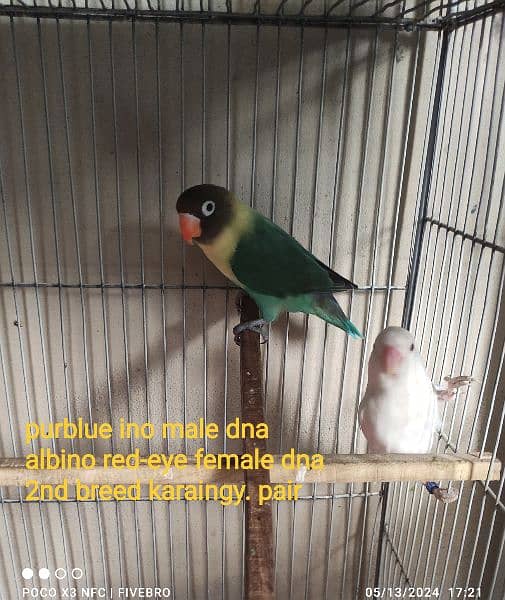rosicoly/purblue x albino red-eye/cage 3
