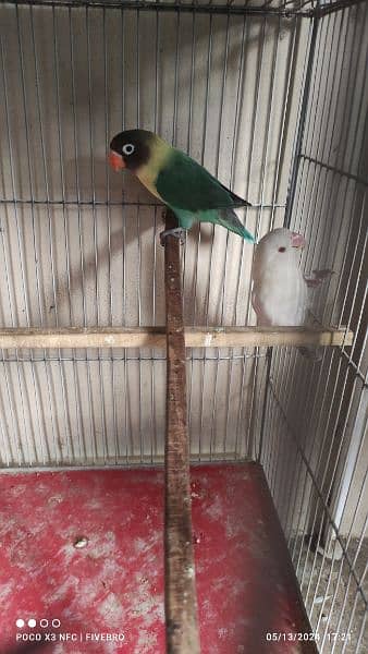 rosicoly/purblue x albino red-eye/cage 4