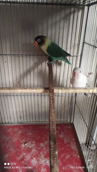 rosicoly/purblue x albino red-eye/cage 5