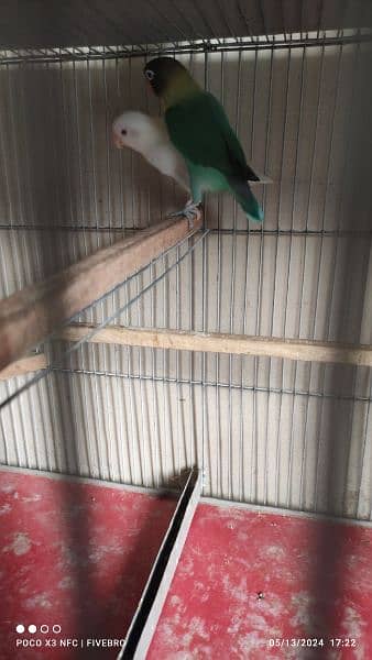 rosicoly/purblue x albino red-eye/cage 6