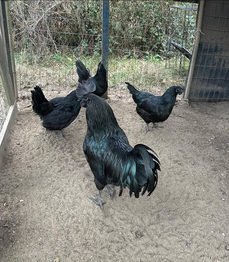 Newborn Ayam Cemani Chicks - Grow Your Own All-Black Flock 03046909608 2