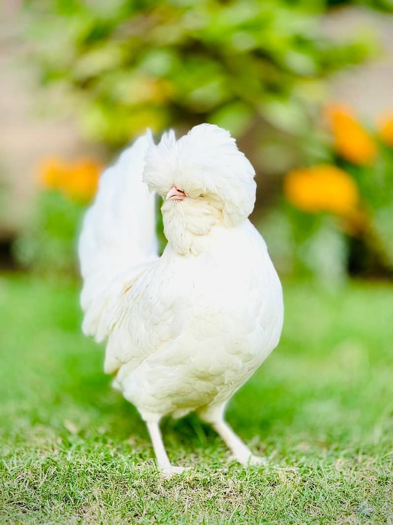 Newborn Ayam Cemani Chicks - Grow Your Own All-Black Flock 03046909608 3