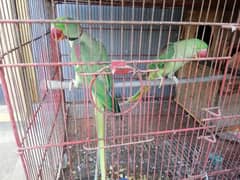 Pahari Parrot Breeder Pair with 2 self chicks 3 months (hand tamed)