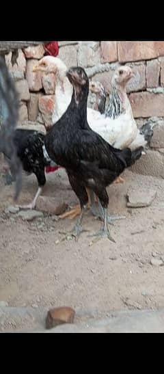 high qawality 4 chiks Available. only what sap context. 03258291855
