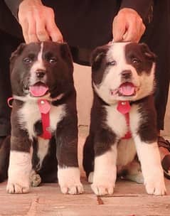 King Alabai pair pure breed security dog 2months for sale 0