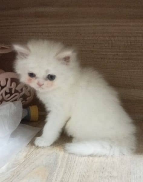 pure Persian triple Coted kittens 10