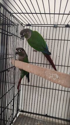 Green chick Conures Breeder pairs