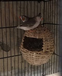 Penguin Finch Adult Breeder Pair for Sell