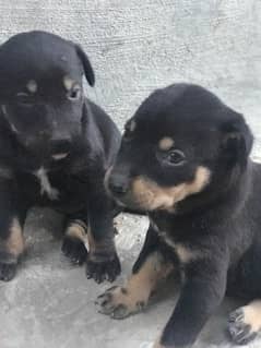 Rottweiler Cubs Non pedigree for sale