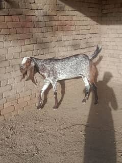 goat for sale female patha