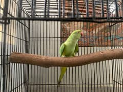 Green parrot with cage