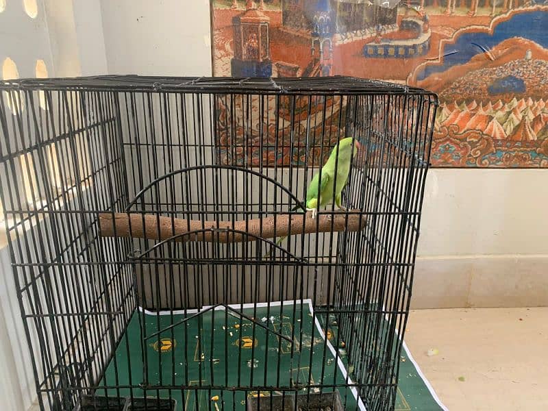 Green parrot with cage 1