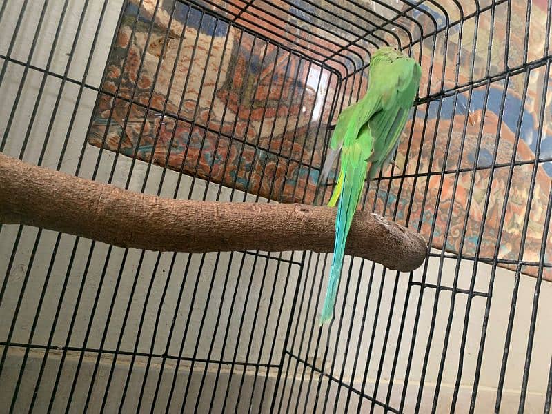 Green parrot with cage 8