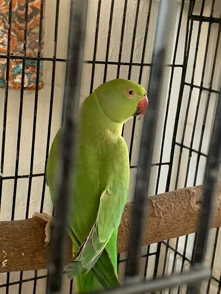 Green parrot with cage 9