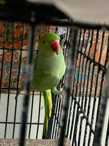 Green parrot with cage 10