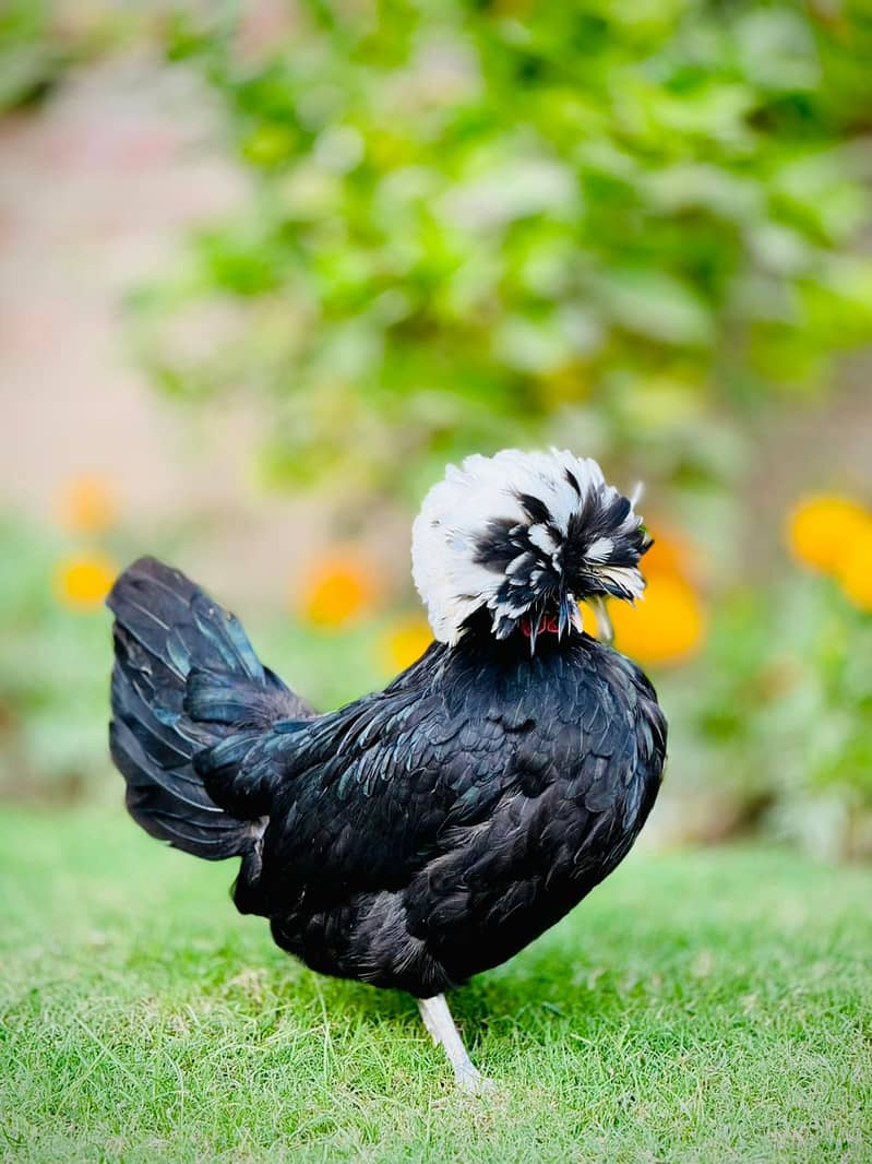 Start Your Exotic Flock Now! Hatching Ayam Cemani Chicks 03046906908 7