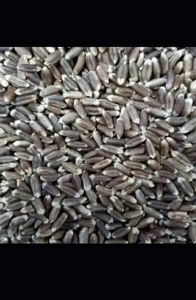 Black Wheat (special Quality) 2