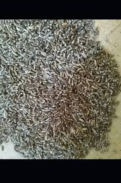 Black Wheat (special Quality) 5