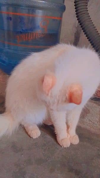 Persian cat  | Kittens | cat for sale| Tripple coat 4