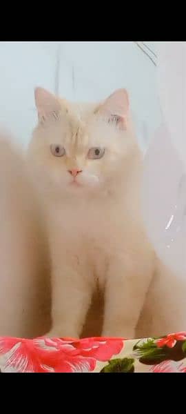 Persian cat  | Kittens | cat for sale| Tripple coat 5