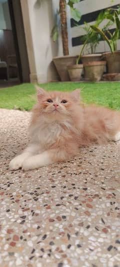 Super handsome homebred kitten