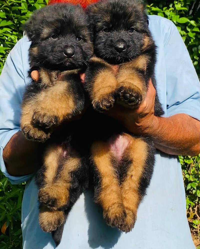 Quality German shepherd male and female Puppies for sale 3