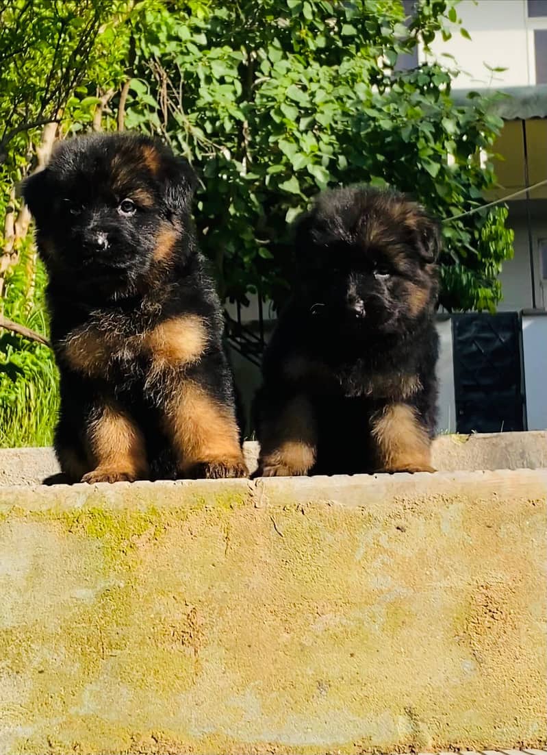Quality German shepherd male and female Puppies for sale 4