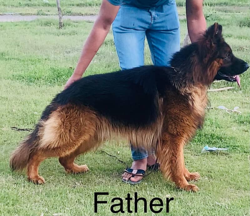 Quality German shepherd male and female Puppies for sale 7