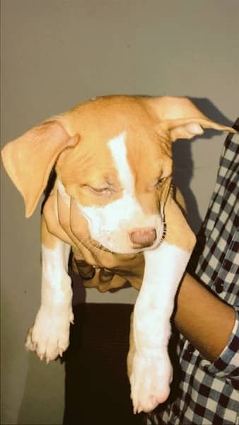 Pitbull Puppy female 2