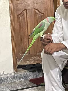 kashmiri raw parrot looking for a new home. . tamed and very friendly