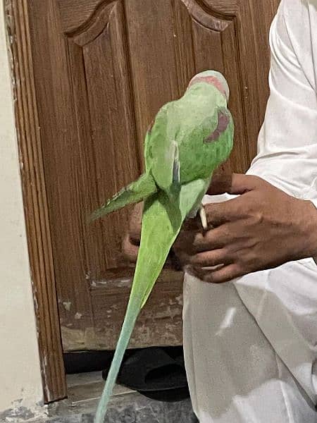 kashmiri raw parrot looking for a new home. . tamed and very friendly 1