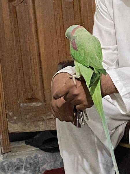 kashmiri raw parrot looking for a new home. . tamed and very friendly 2