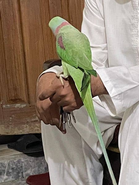 kashmiri raw parrot looking for a new home. . tamed and very friendly 3