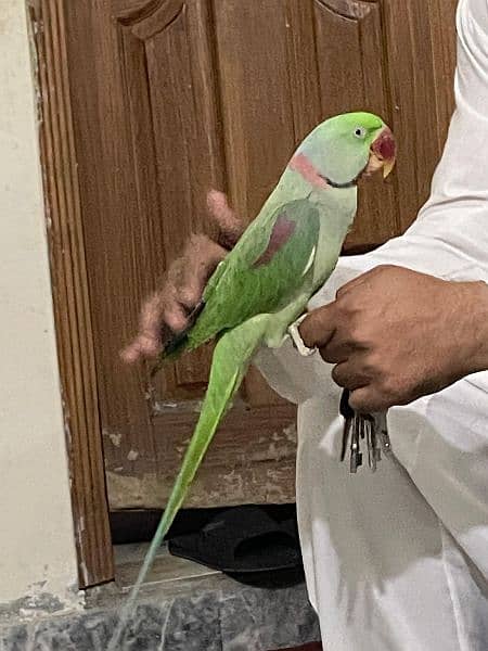 kashmiri raw parrot looking for a new home. . tamed and very friendly 4