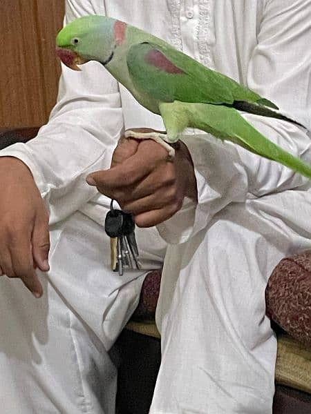 kashmiri raw parrot looking for a new home. . tamed and very friendly 5