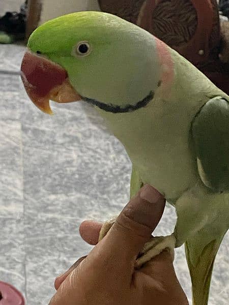 kashmiri raw parrot looking for a new home. . tamed and very friendly 6