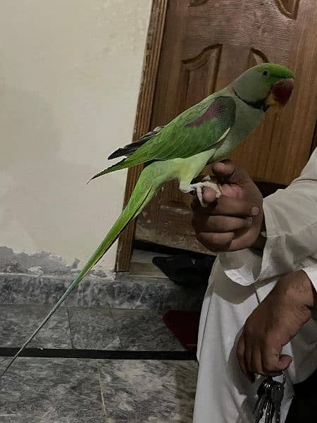 kashmiri raw parrot looking for a new home. . tamed and very friendly 7