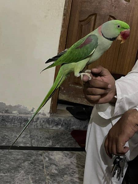 kashmiri raw parrot looking for a new home. . tamed and very friendly 8