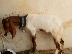 Assalamualaikum I want to sale my 2 goats