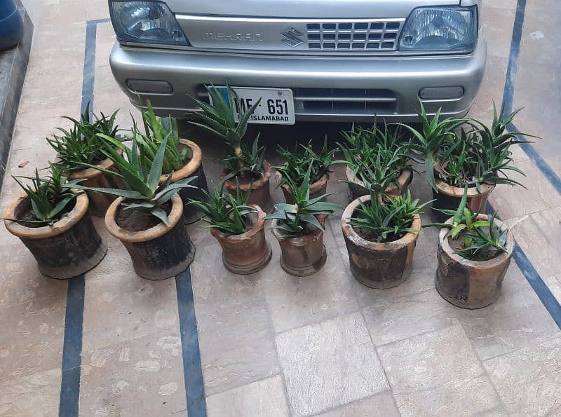 Plants for Sale 1