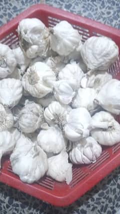 garlic 0