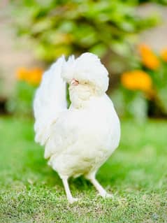 Beautiful Ayam Cemani Chicks for Sale 0\3\0\4\6\9\0\9\6\08