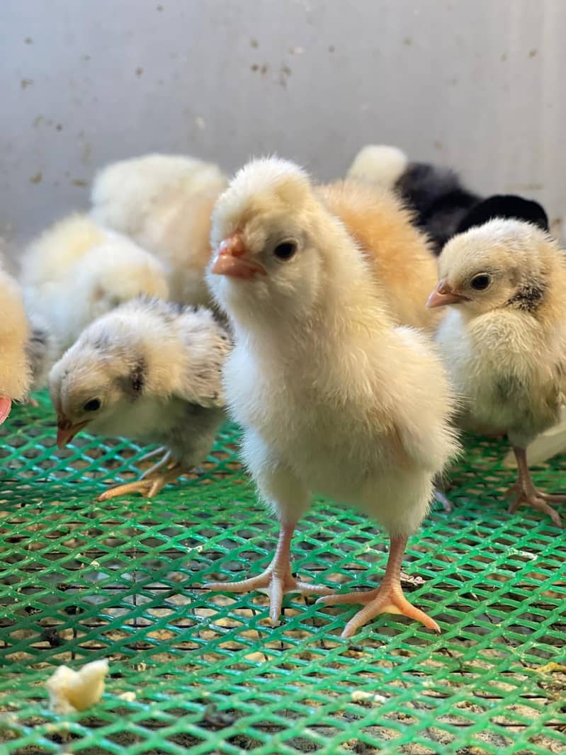 Beautiful Ayam Cemani Chicks for Sale 0\3\0\4\6\9\0\9\6\08 16