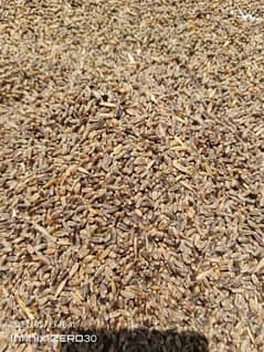 Black Wheat Fresh High Quality Seed