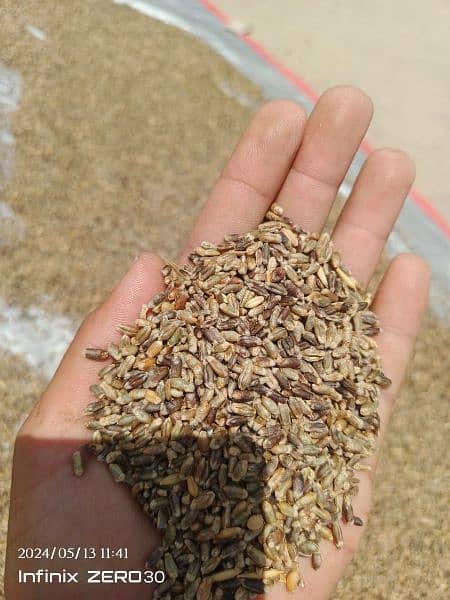 Black Wheat Fresh High Quality Seed 1