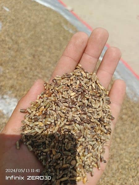 Black Wheat Fresh High Quality Seed 3